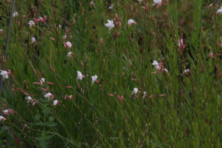 Gaura lindheimeri   Prachtkaars bestellen